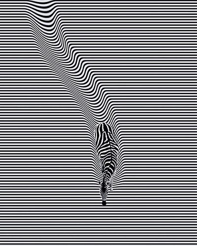 zebra